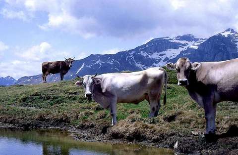 Vacche sull'Obernberger See