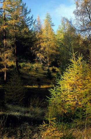 Bosco di larice