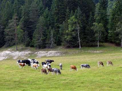 Rinder auf der Weide