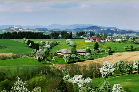 Obstbaumblüte bei Ardagger, Vierkanthof